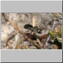 Lasioglossum interruptum - Furchenbiene w05 6mm.jpg